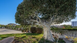 A tree-lined street with a stop sign, a building, and a clear sky. - Unique Holiday Apartment "Villa Marconi 8" with Sea View & Spacious Sun Terrace (Golfo Aranci)