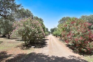 Jardim