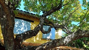 Une terrasse avec une table et des chaises, un sol en pierre et un arbre qui offre de l’ombre.