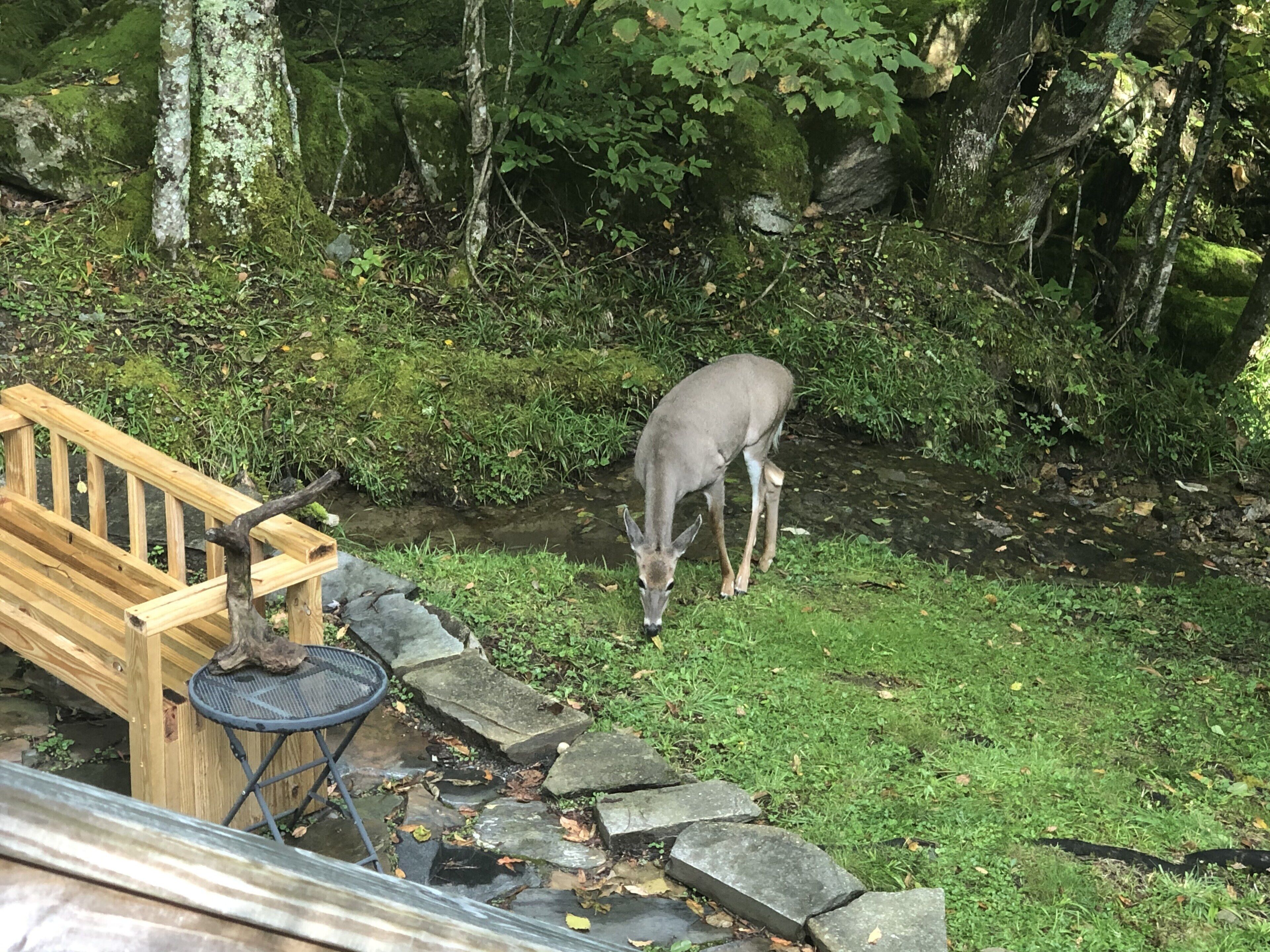 En træbænk og et bord nær en å i et skovområde.