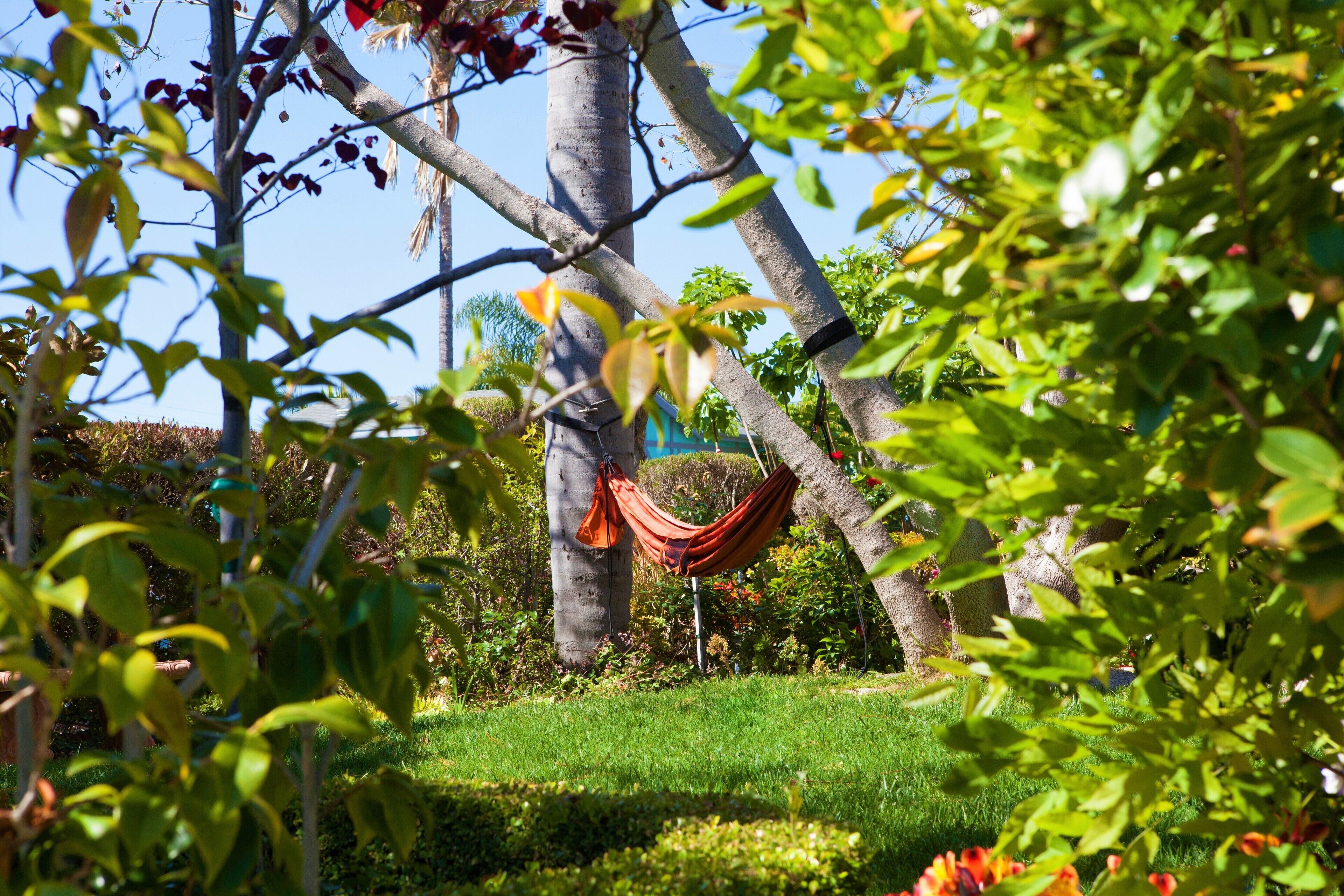 A hammock hanging between trees in a lush garden.
