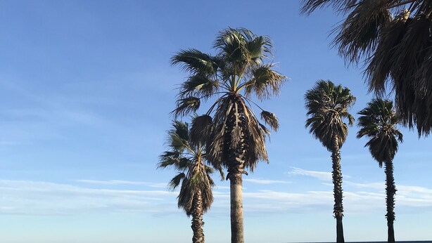 Une plage bordée de palmiers et, au loin, une digue rocheuse.