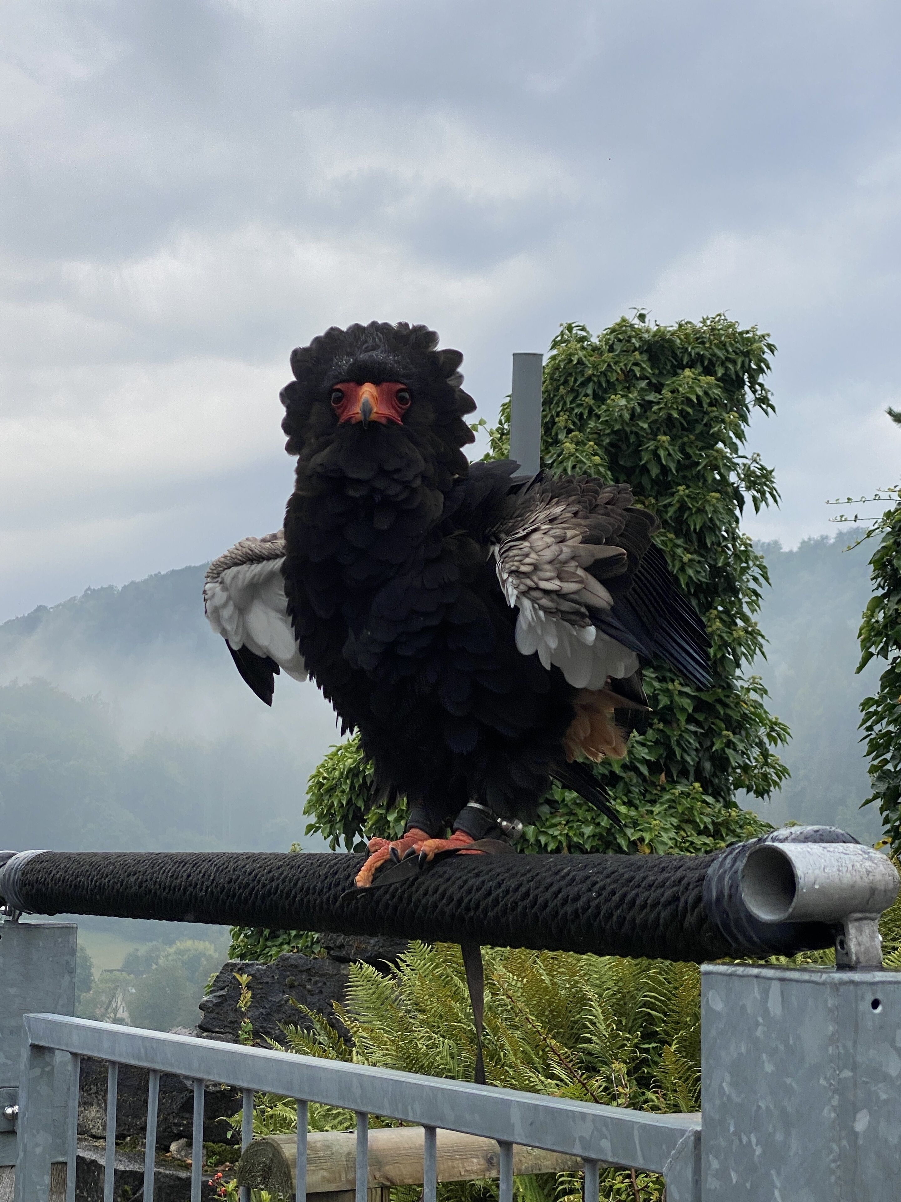 Ein Vogel sitzt auf einem Metallgeländer vor einer Bergkulisse.