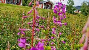 Et landligt landskab med to røde træhuse, en mark med lilla blomster og en klar blå himmel.