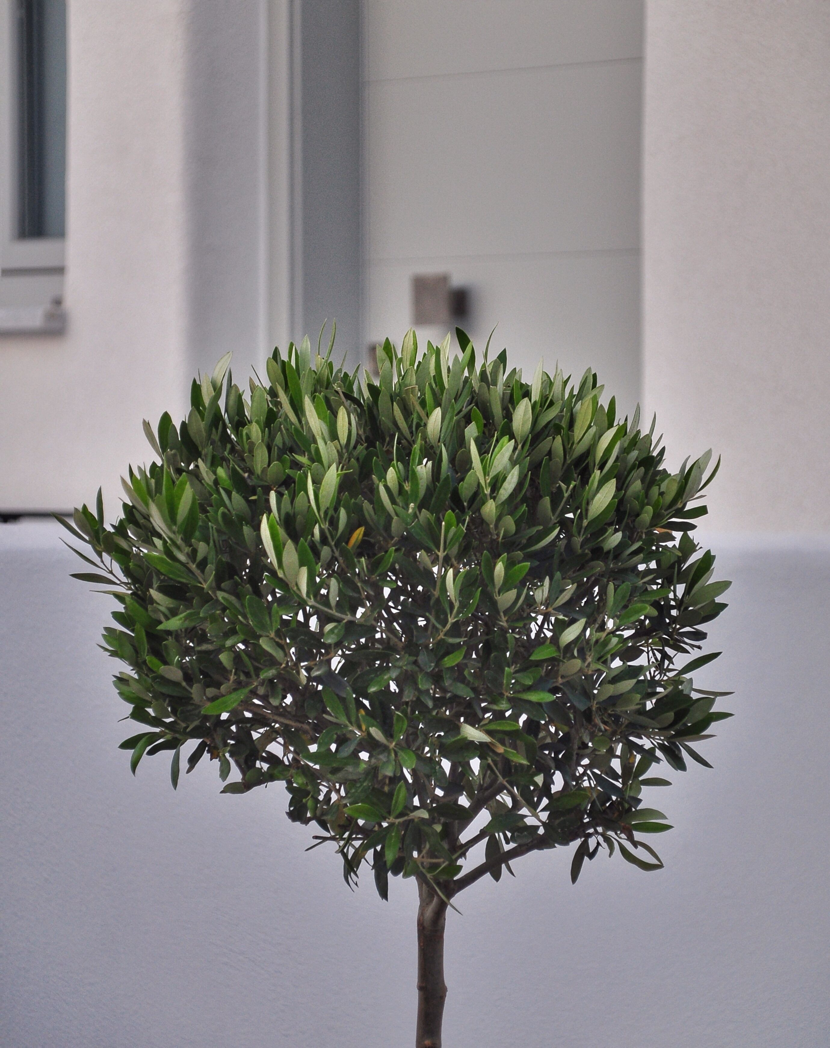 Foto - Quartano Luxury Cycladic Residence, Adults Only (13+)