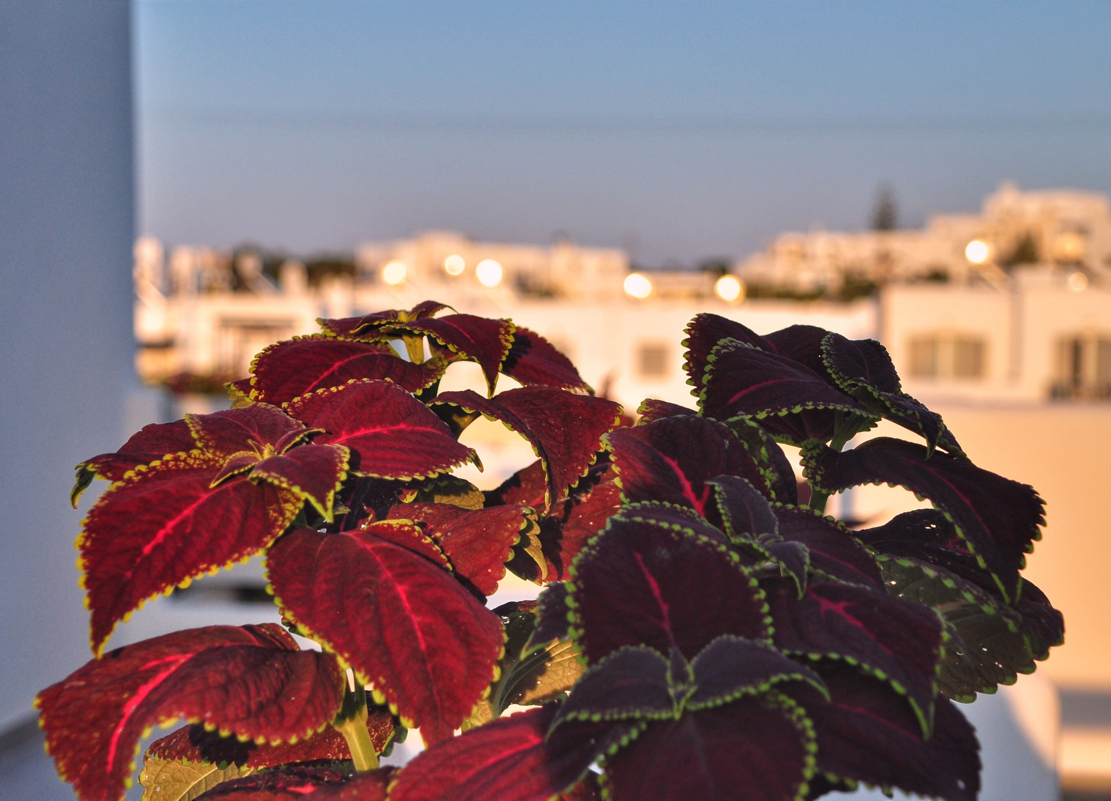 Foto - Quartano Luxury Cycladic Residence, Adults Only (13+)