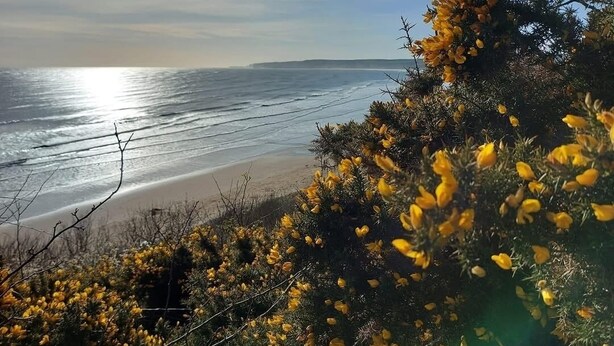 Un paysage côtier avec une plage et des arbustes à fleurs jaunes.