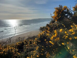 Un paysage côtier avec une plage et des arbustes à fleurs jaunes.