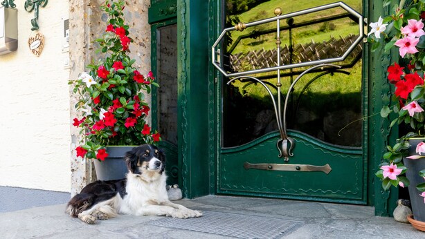 Pet-friendly - Ganzenhubhof (Goldegg)