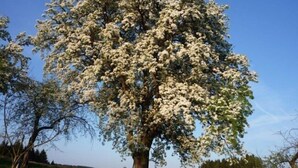 Garden - Überlackner (Gutau)