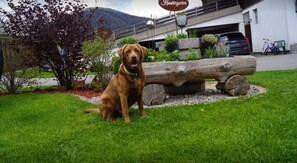 Animaux de compagnie acceptés