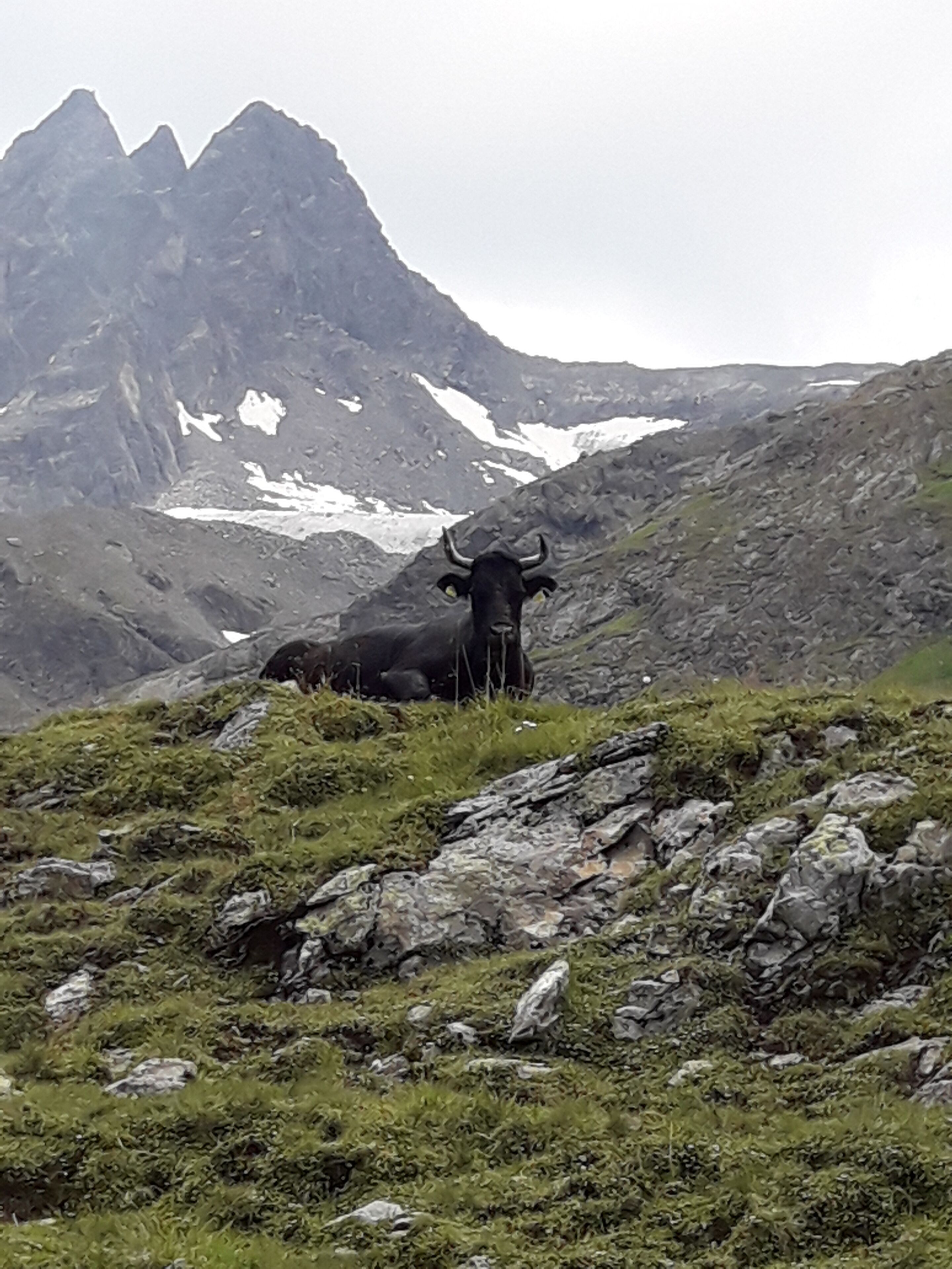 A mountain goat resting on rocky terrain with a backdrop of snow-capped peaks.