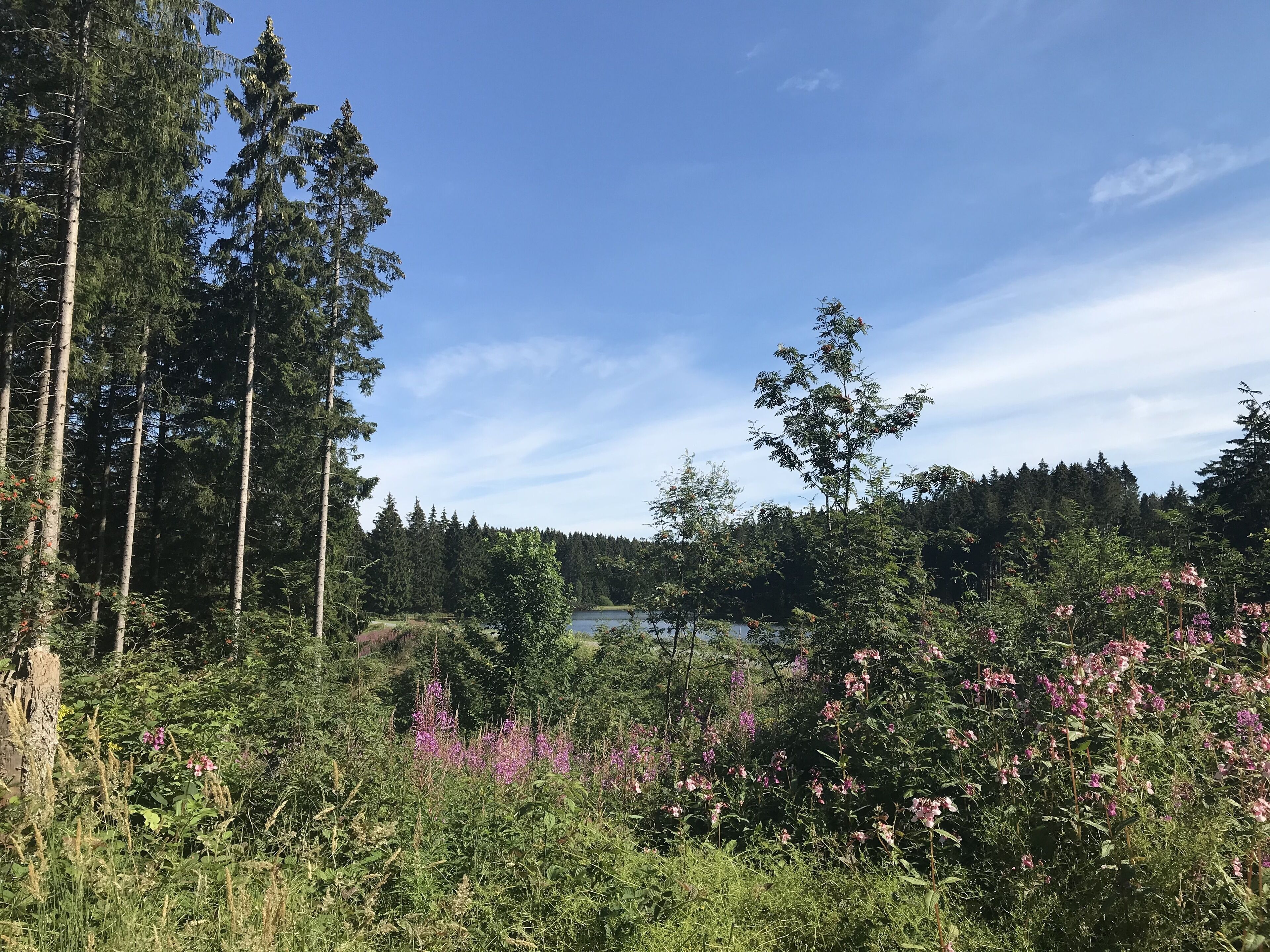 A natural landscape with tall trees, a body of water, and dense vegetation.