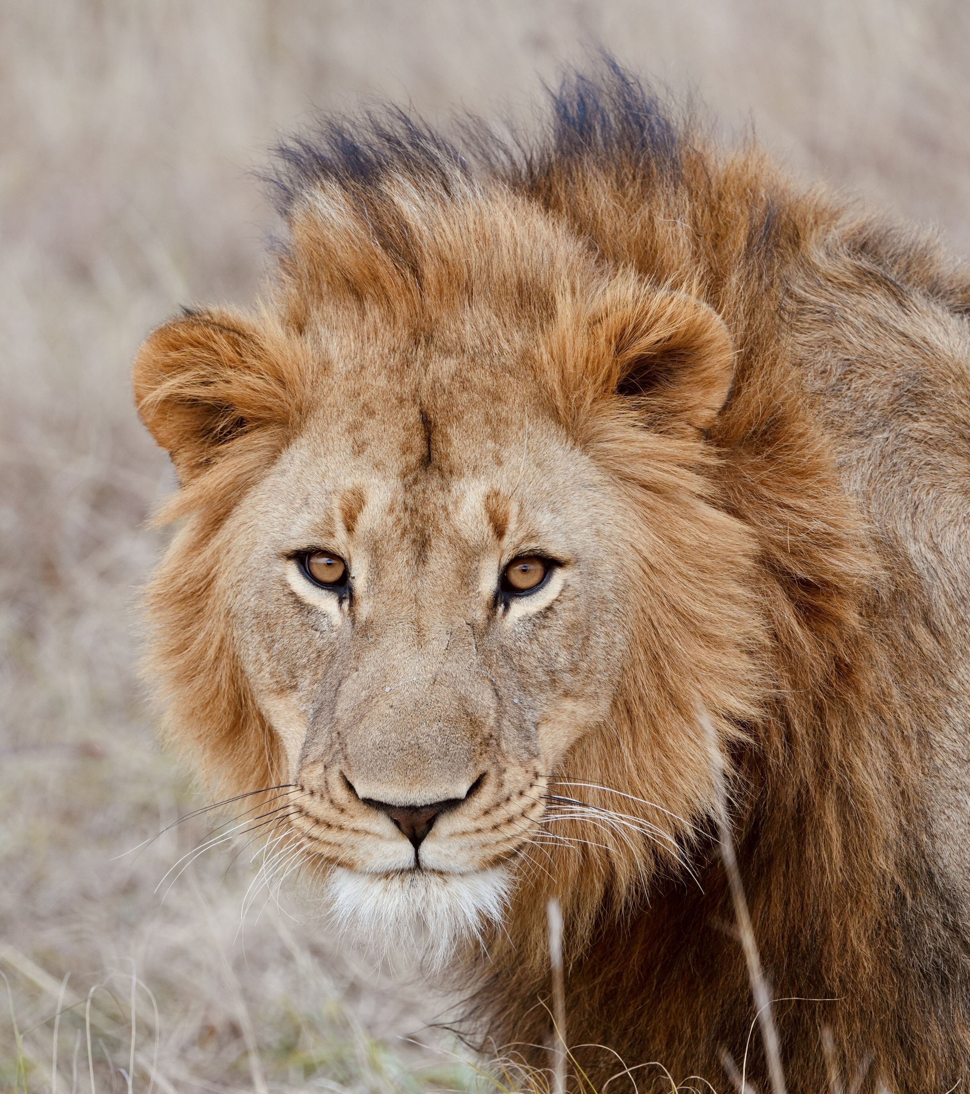 A close-up of a lion's face.