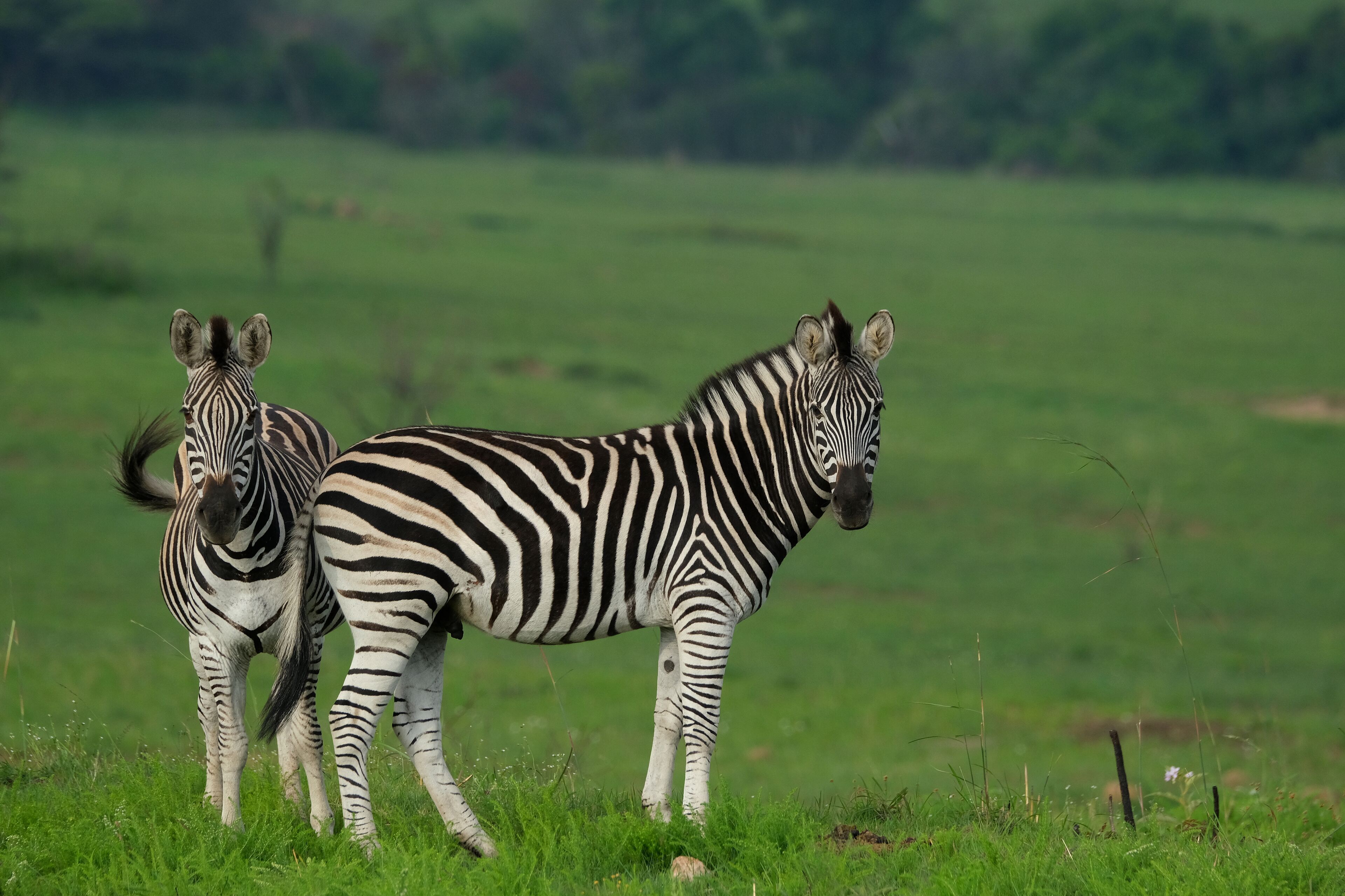 Safari