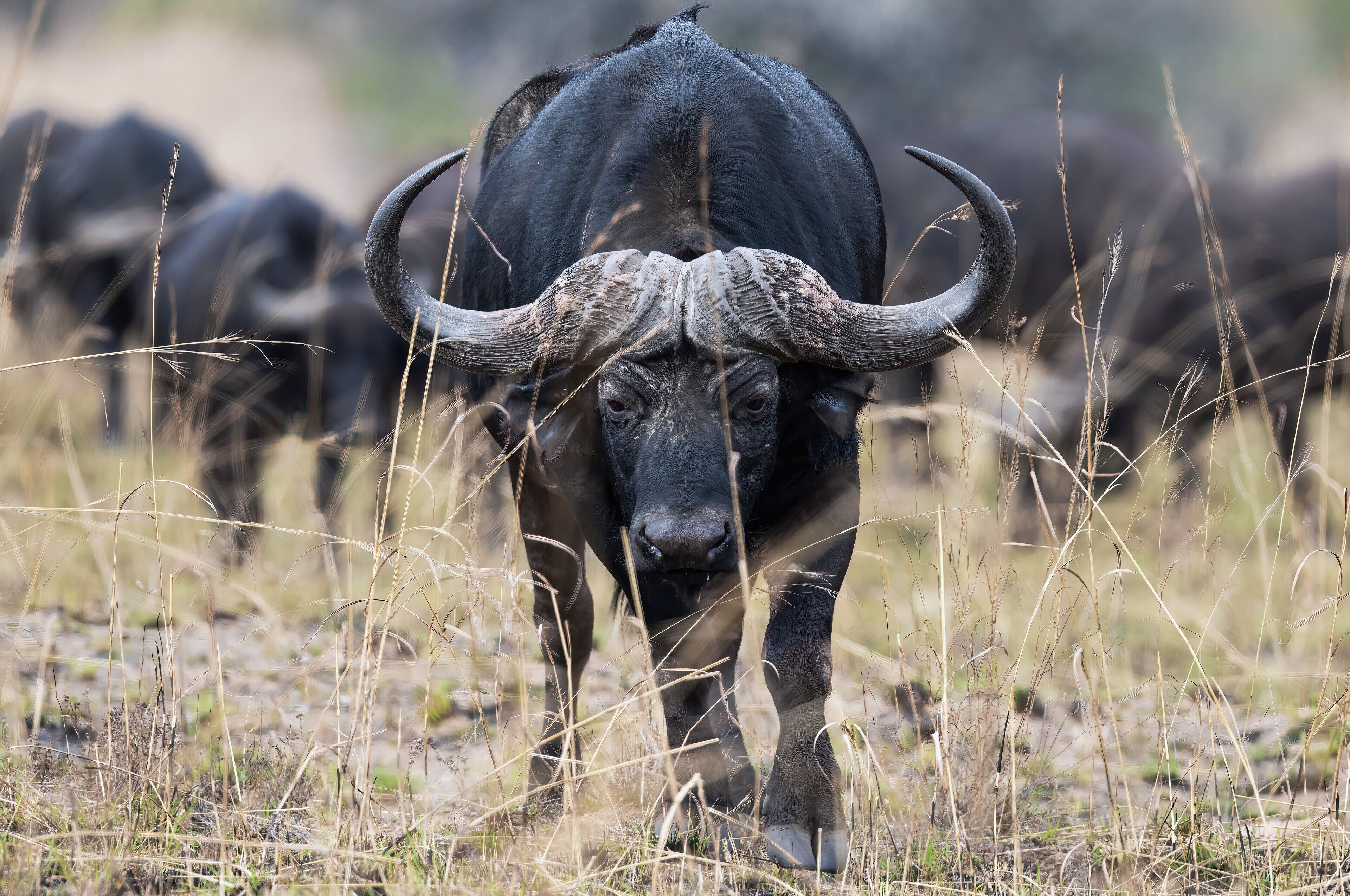 A buffalo in a natural setting with dry grass and other buffalo in the background.