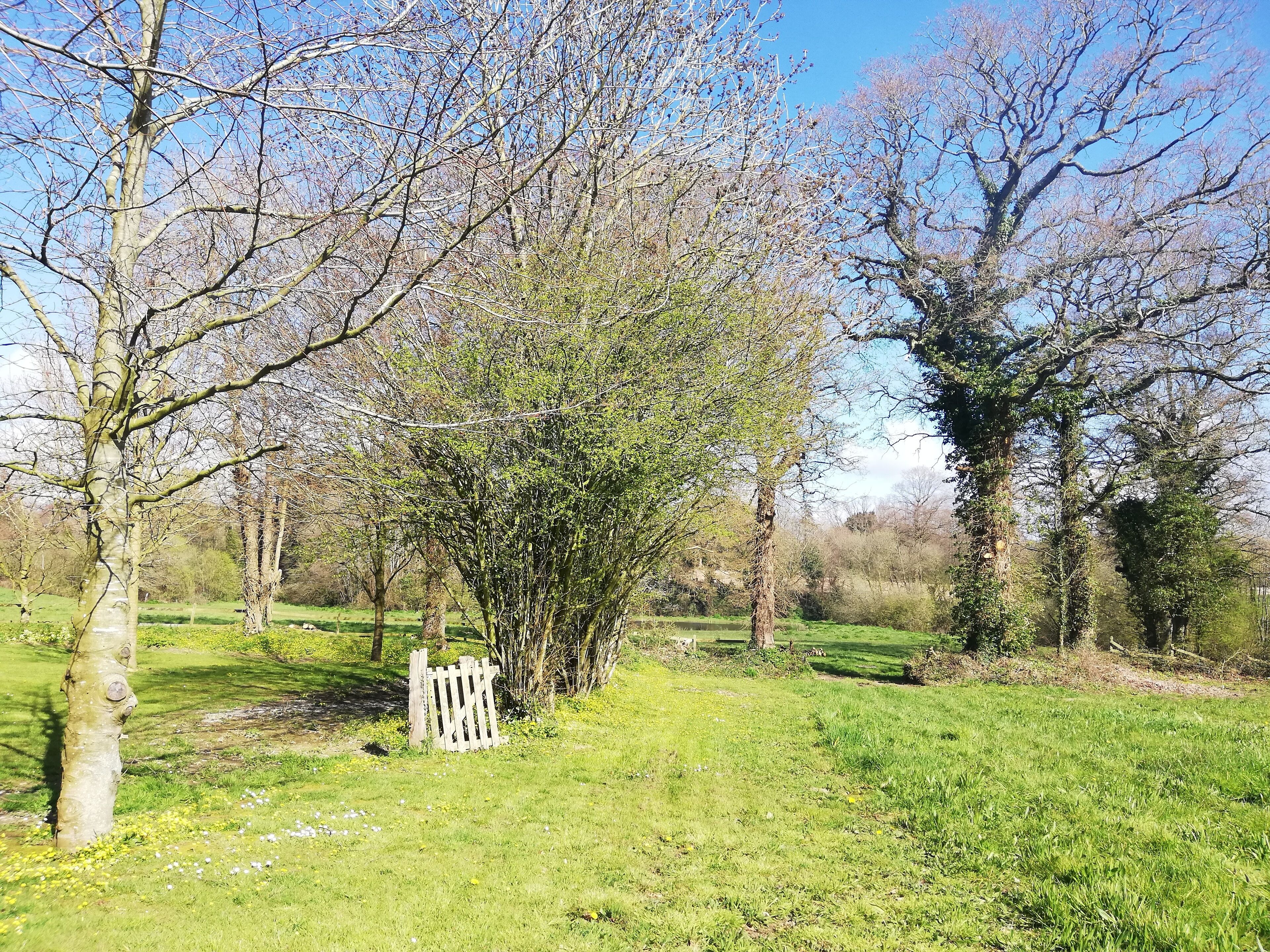 A park with a variety of trees, a wooden fence, and a grassy area.
