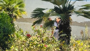 Una persona de pie cerca de una palmera en un jardín, con una carretera y edificios al fondo.
