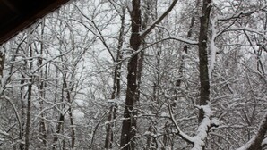 Een houten terras met sneeuw bedekte relingen en banken, omringd door een bebost gebied met sneeuwzware bomen.