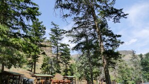 A stable with horses and a dirt path surrounded by trees.