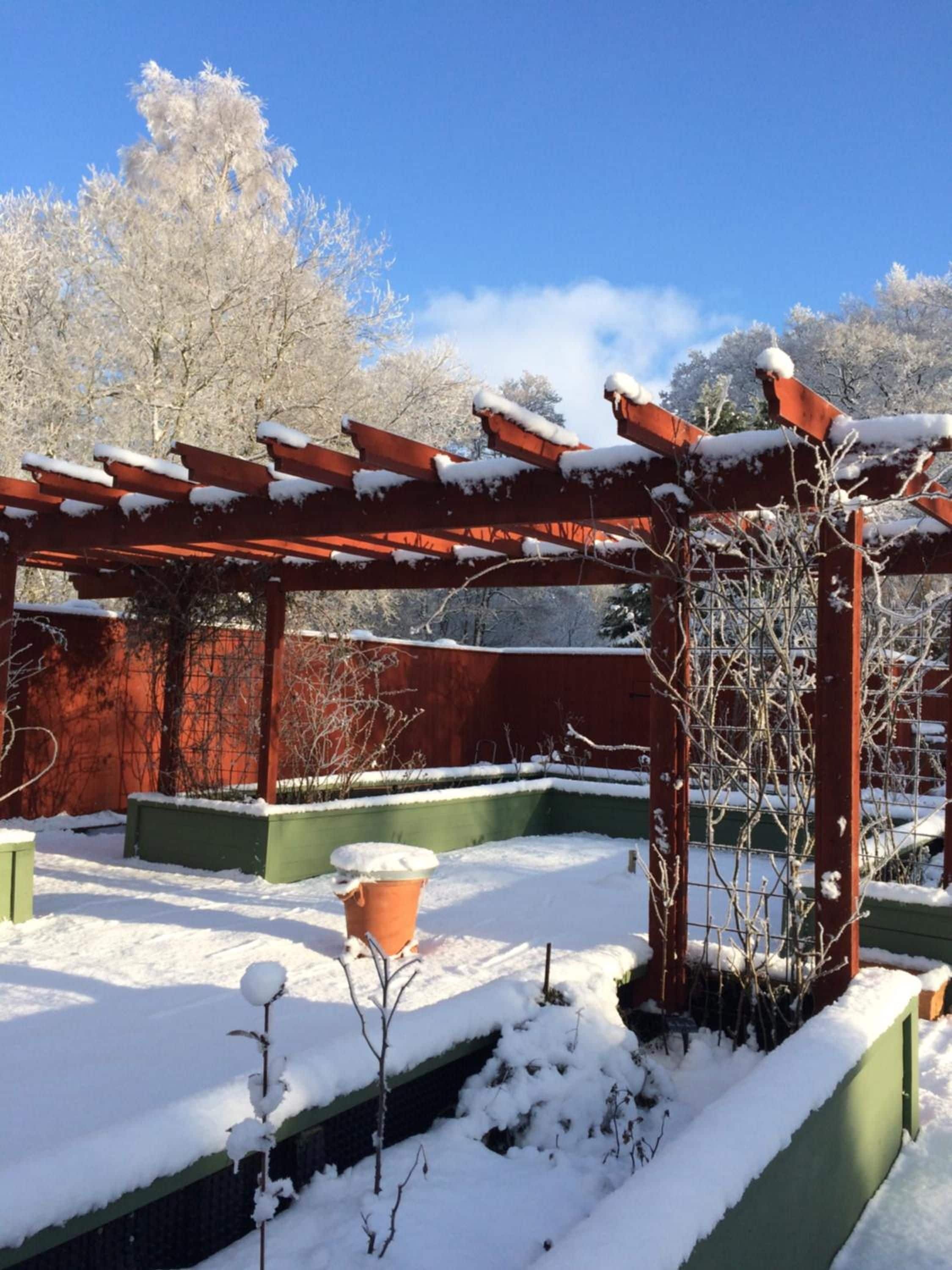 A snow-covered outdoor area with a wooden pergola structure, green planters, and a small tree.