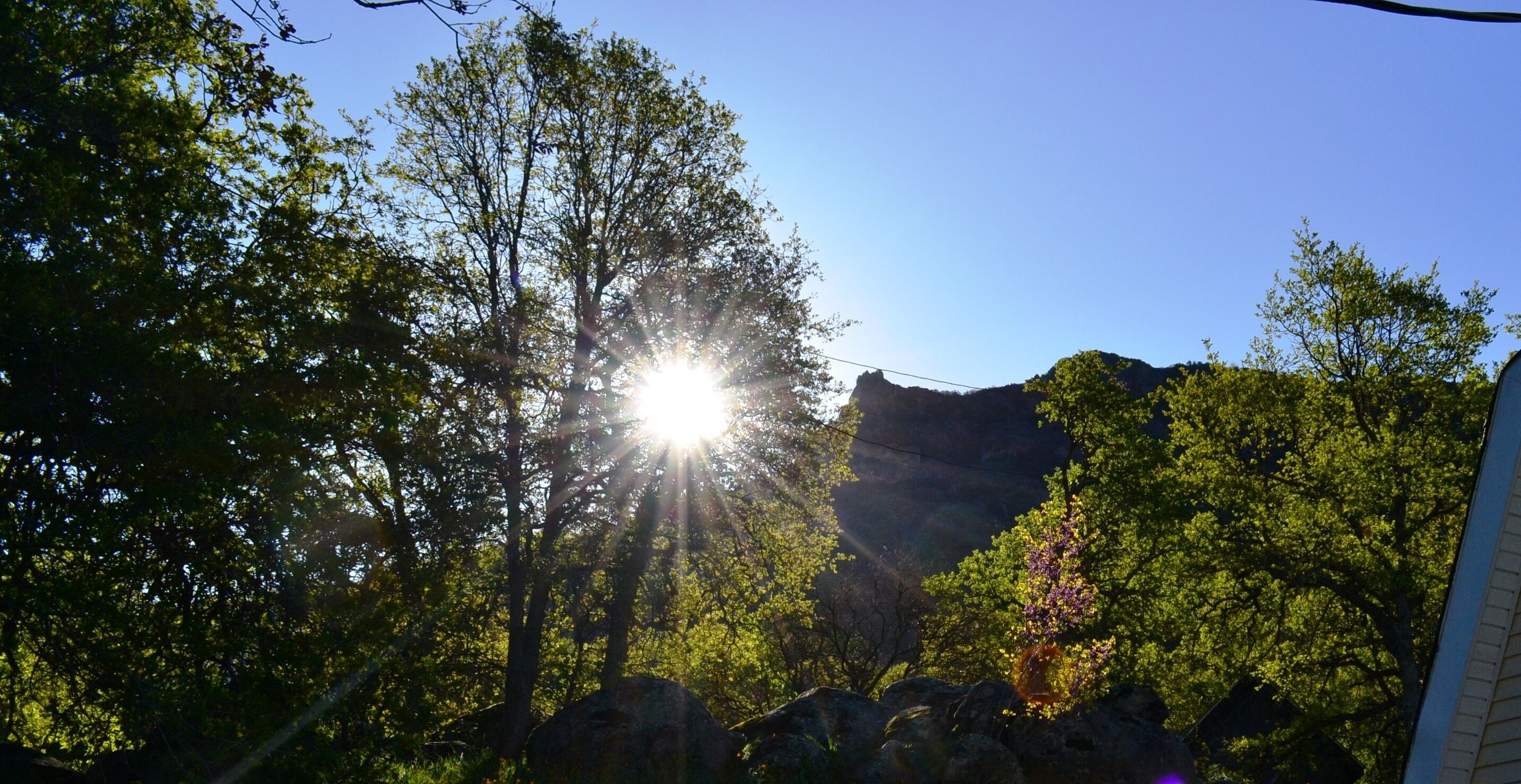 A natural landscape with trees and a rock formation under a clear sky.