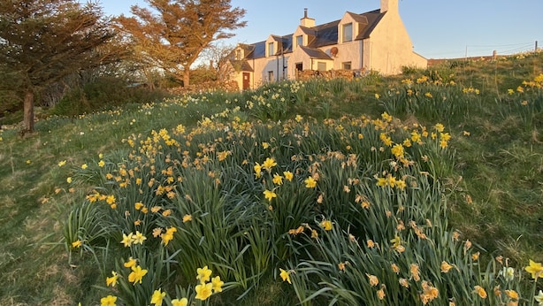 Ein Haus mit einem Garten voller gelber Blumen, umgeben von Bäumen.