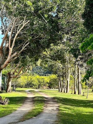 A tree-lined pathway in a park with a clear sky. - Bitou River Lodge (Plettenberg Bay)