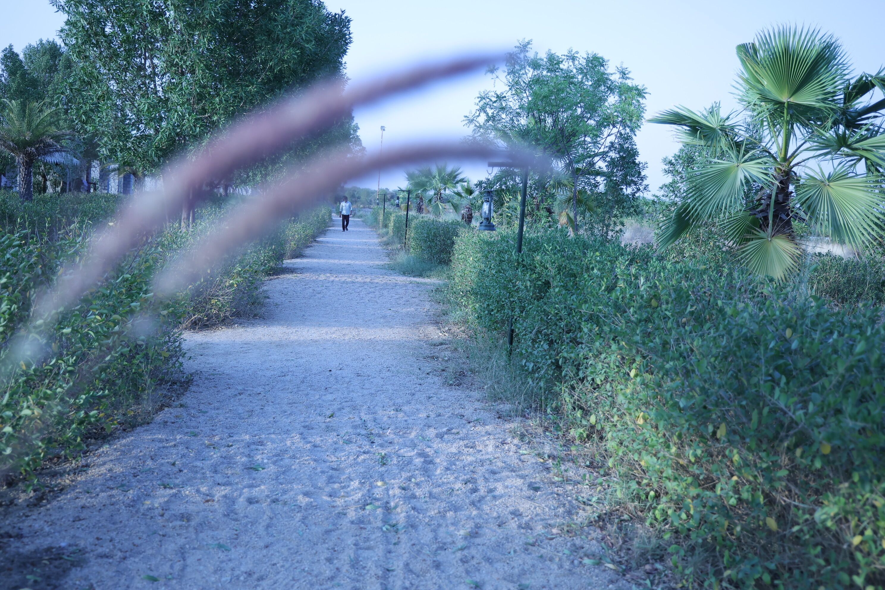 A pathway flanked by lush greenery and palm trees, leading to a distant figure.