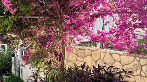 A stone wall with a flowering tree and a stone staircase. - Rooms Vinka Tudor (Hvar)