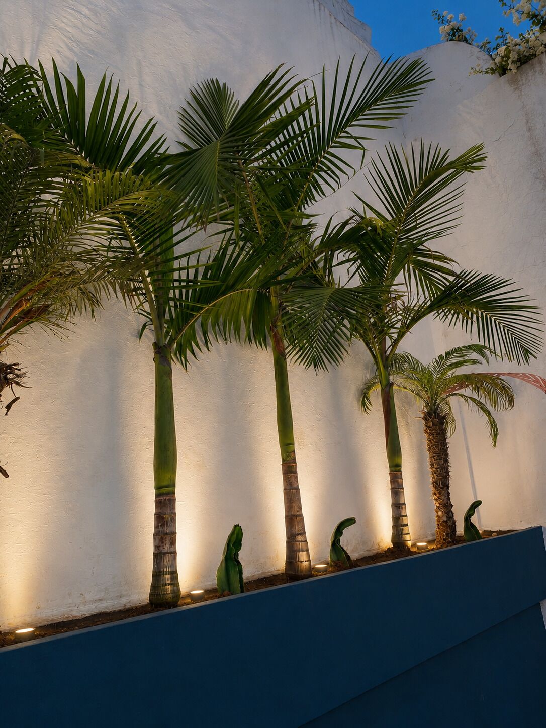 A row of palm trees against a white wall, with a blue planter in the foreground.