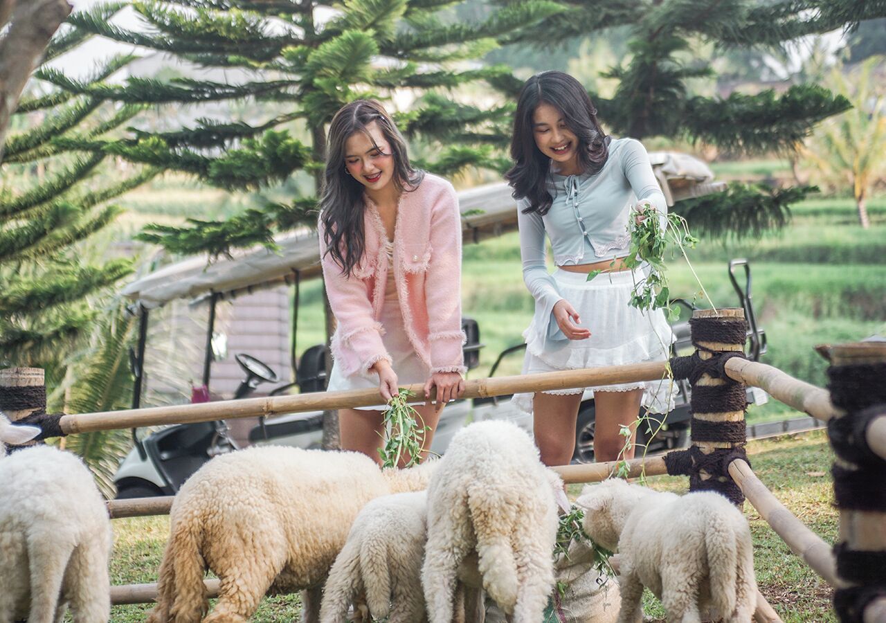 Two individuals interacting with sheep in a fenced area with a vehicle and trees in the background.