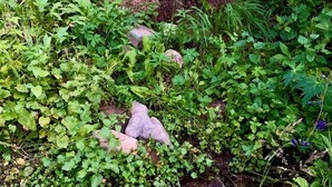 Ein Garten mit einer Gartenzwerg-Statue auf einem Baumstumpf, umgeben von verschiedenen Pflanzen und Steinen.