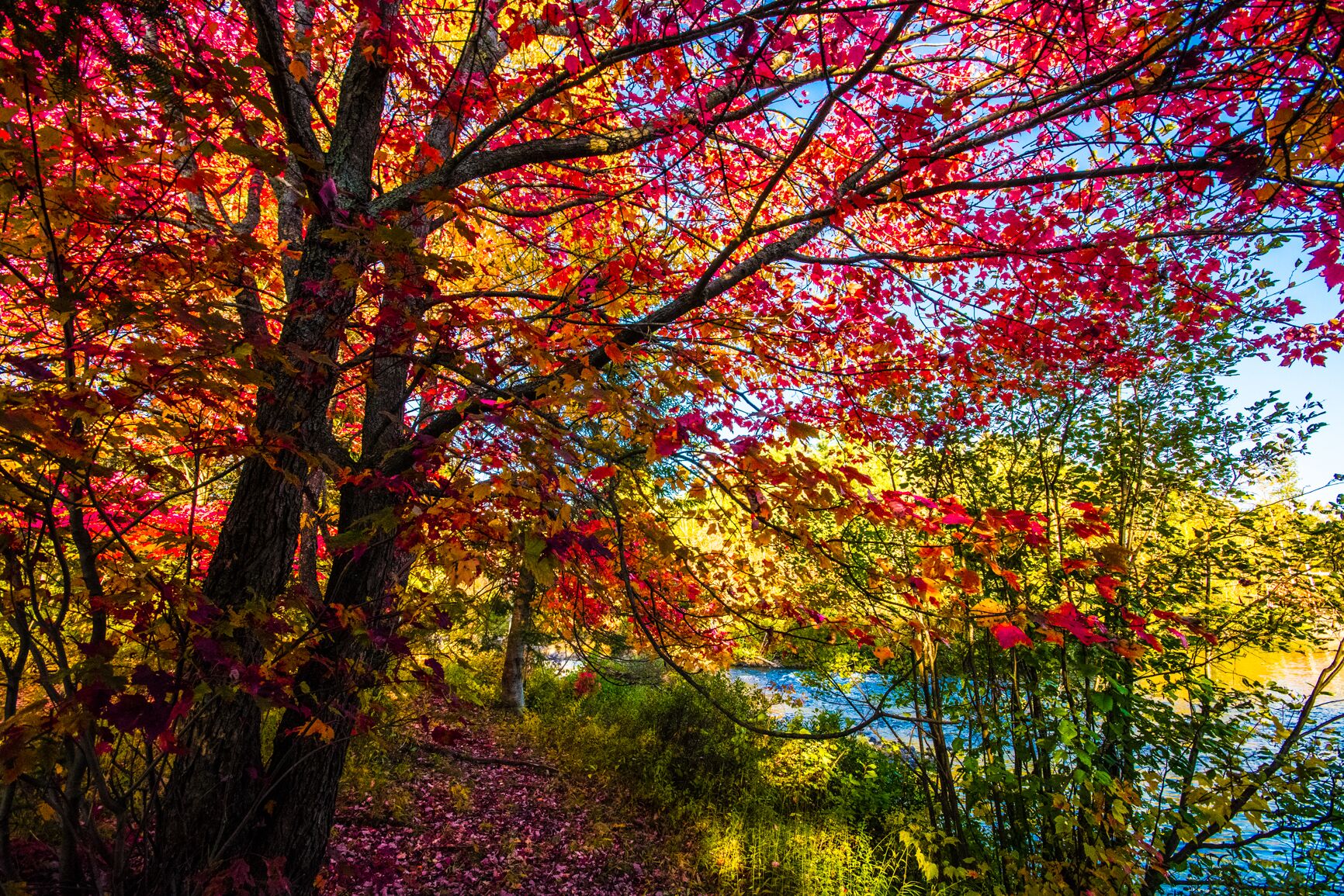 Une forêt aux couleurs automnales.