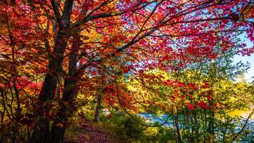 Une forêt aux couleurs automnales.