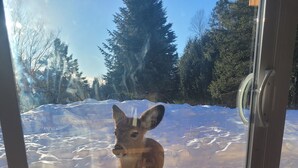 A deer standing on a wooden deck with a glass door, overlooking a snowy landscape and trees.