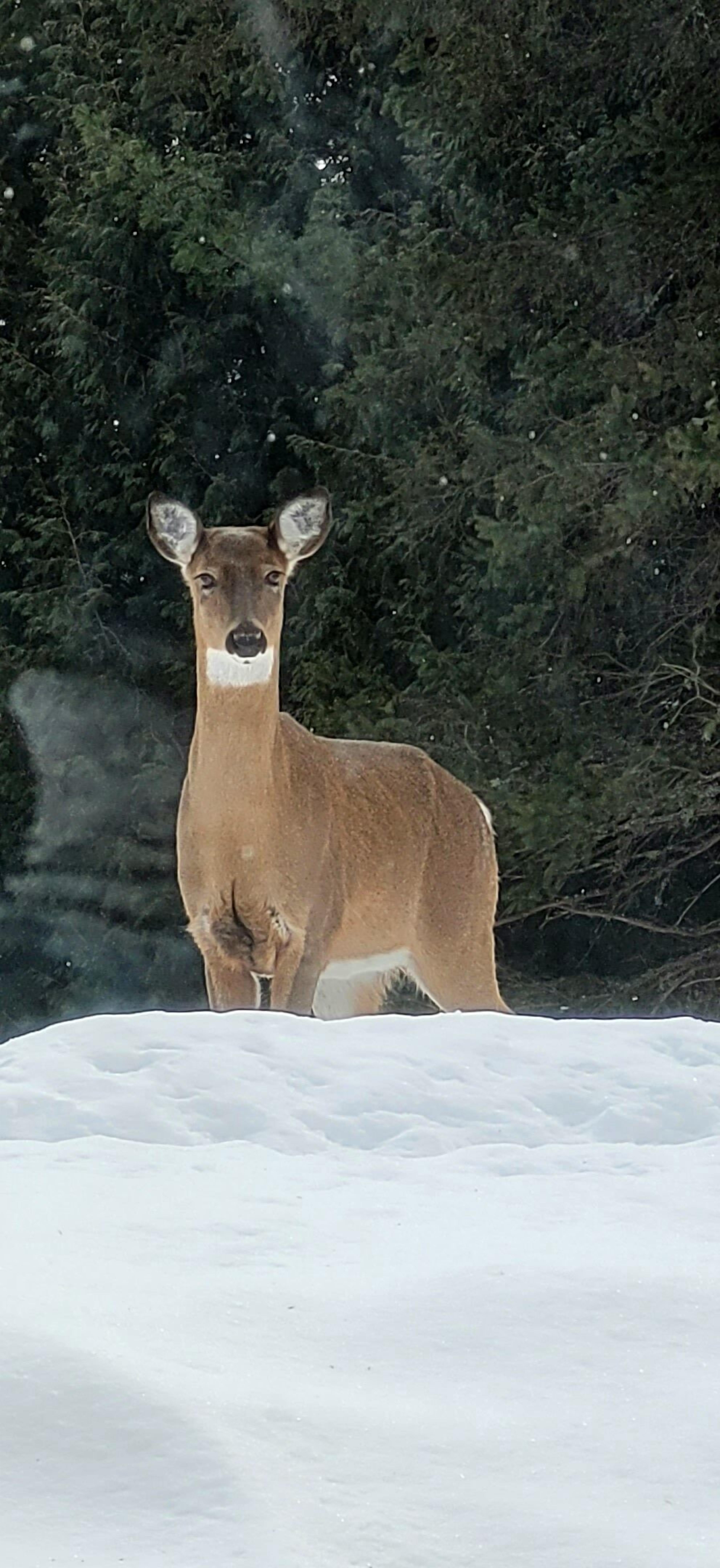 A deer standing in a snowy area with dense trees in the background.