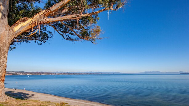 Une vue sur le lac, avec un arbre, un ciel dégagé et une eau calme.