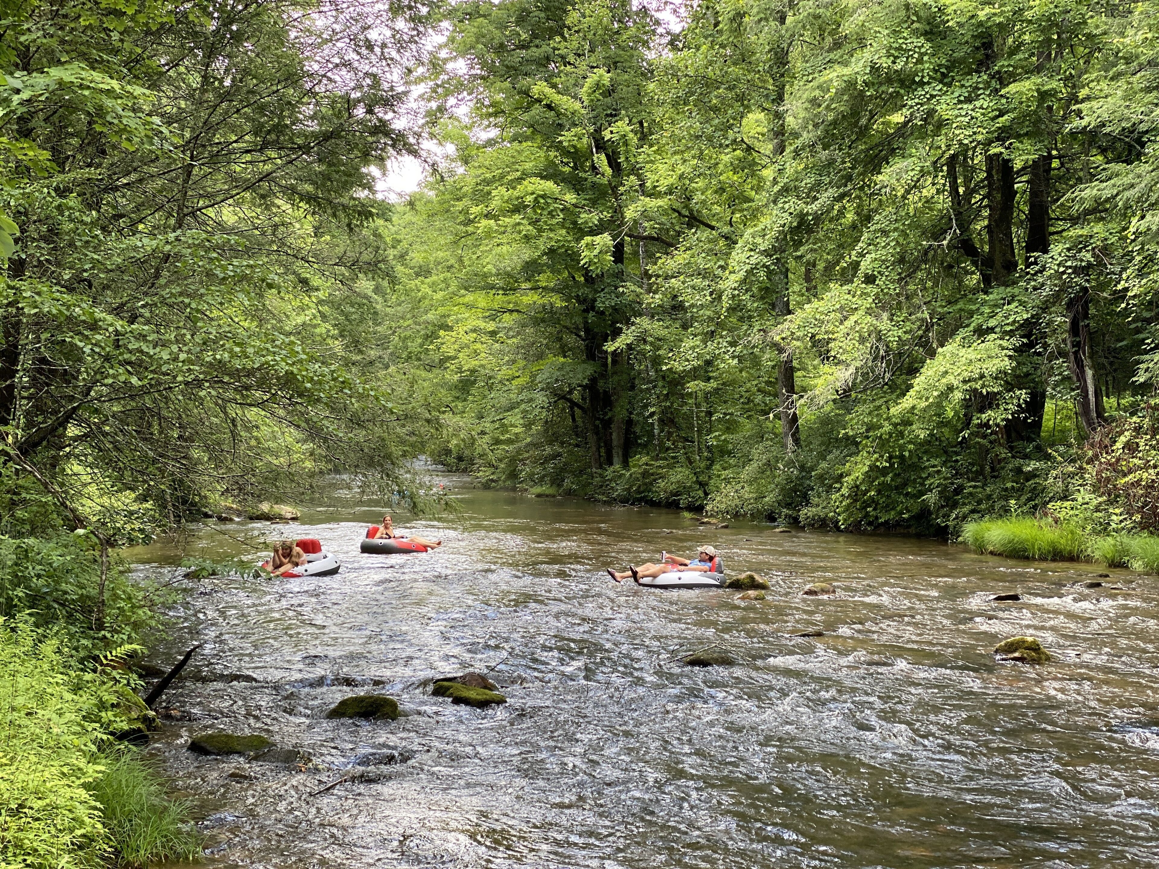 A river surrounded by dense green foliage.