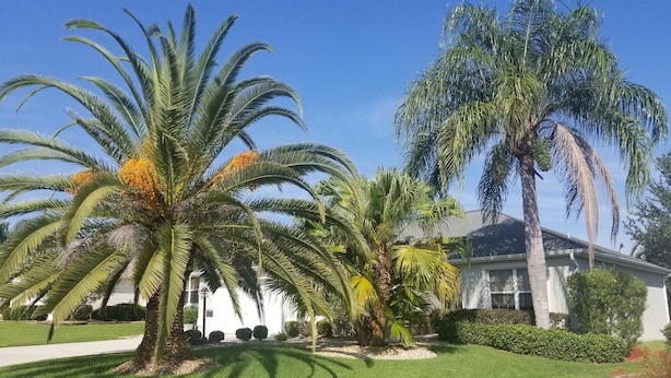 A residential area with a white house, palm trees, and a well-maintained lawn. - Palm Paradise  - Great Location with a Courtesy Golf Cart (The Villages)