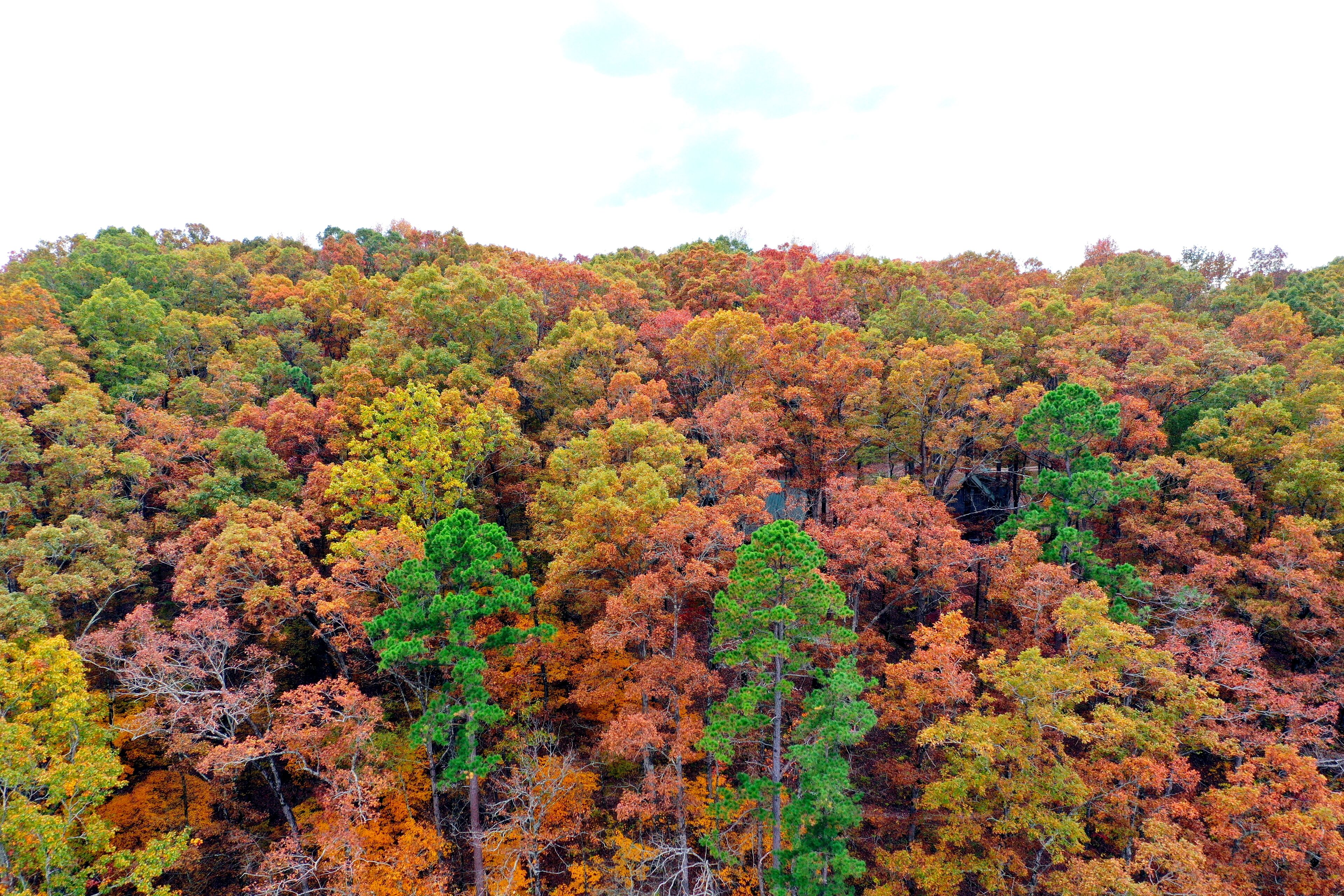 Un bosque denso con diversas especies de árboles en tonos otoñales.