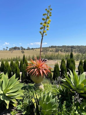 Property grounds - Leconfield House, heritage accommodation, Pokolbin Hunter Valley, 150yrs in 2022 (Leconfield)