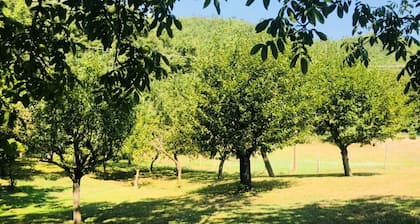 WILD Camping Site in an Italian Orchard