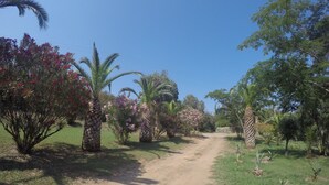 A dirt path in a garden with palm trees and flowering plants. - Studio 1km from the sea and river (Santa-Maria-Poggio)