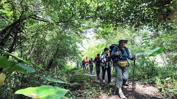 Un groupe de randonneurs traverse une forêt dense en empruntant un étroit sentier de terre.