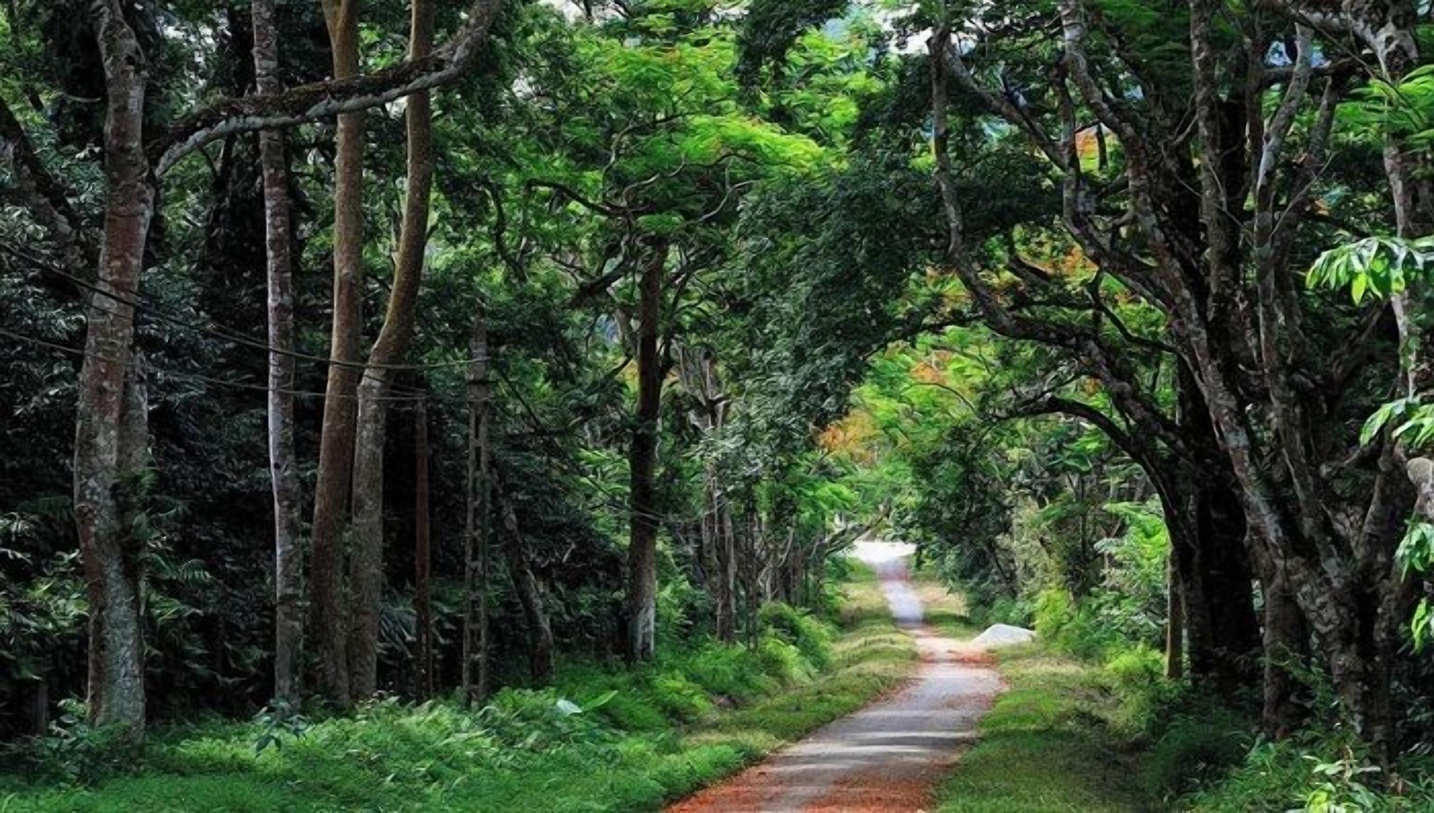 A narrow forest path surrounded by tall trees and dense foliage.