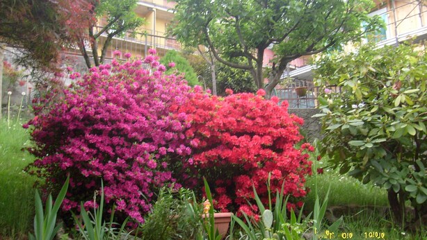 A garden with vibrant pink and red flowers, surrounded by various plants and trees. - House Yanina (Bellano)