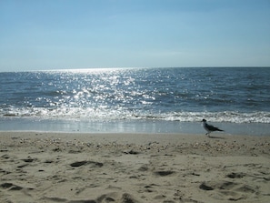 Playa en los alrededores y camastros