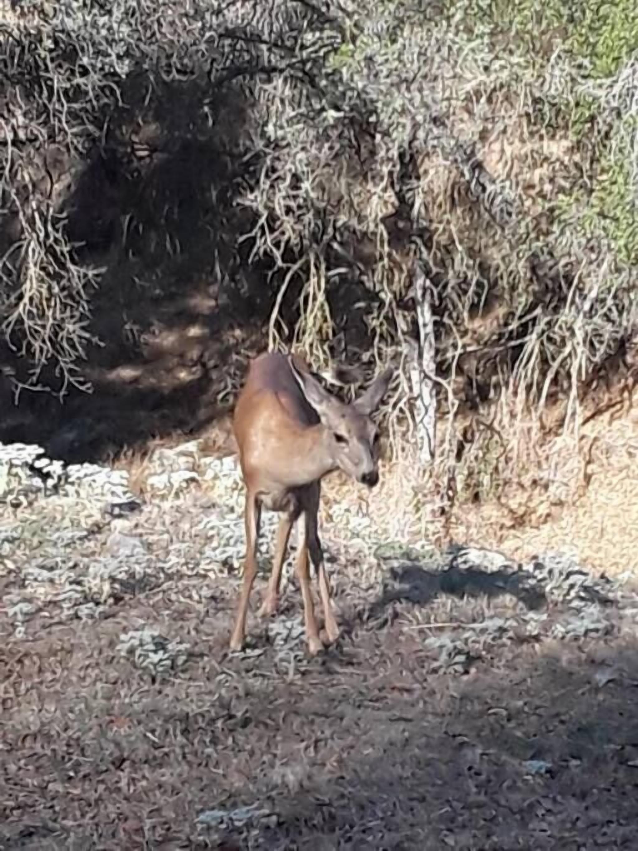 A deer standing on a rocky ground with sparse vegetation and dry bushes in the background.