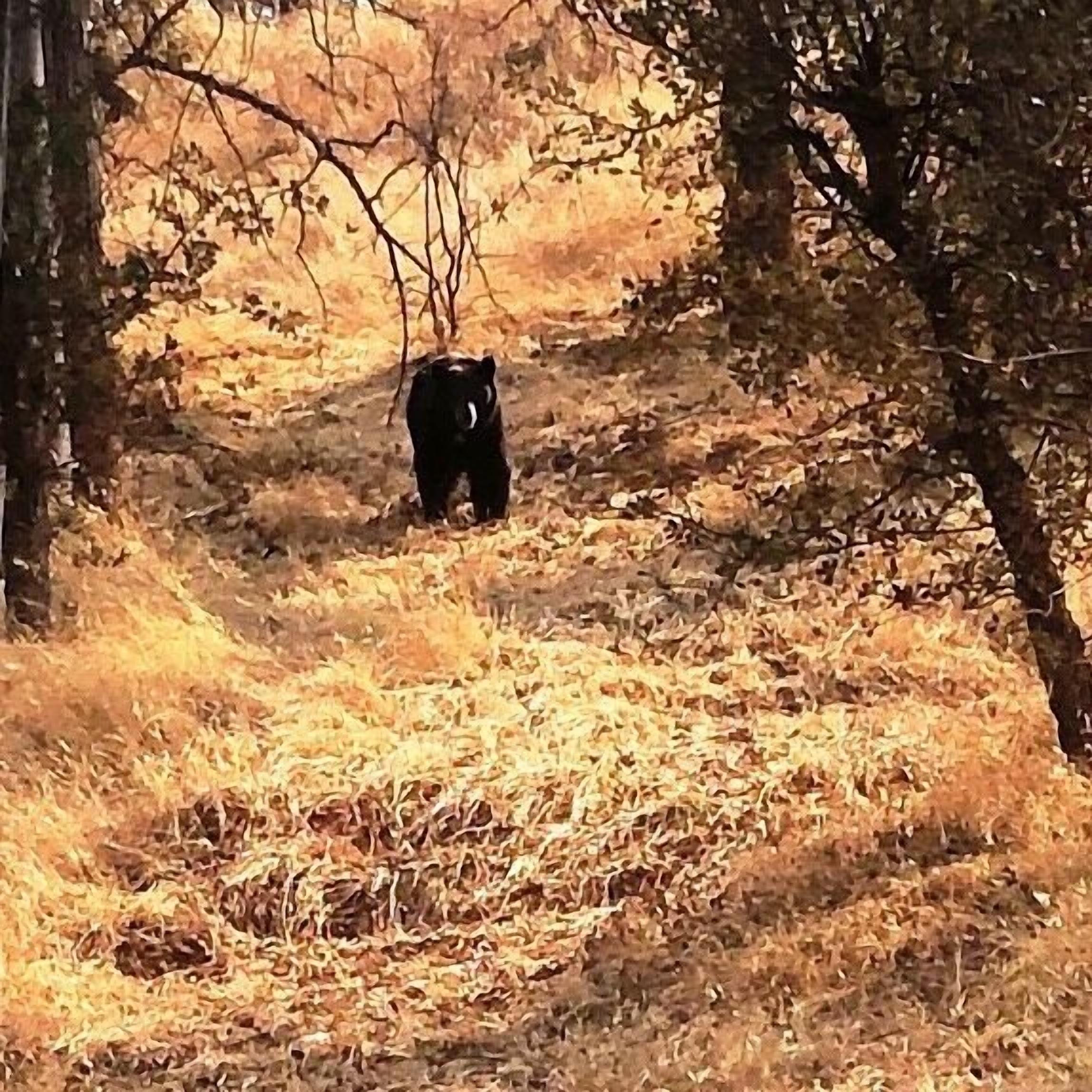 A bear in a forested area with trees and dry grass.